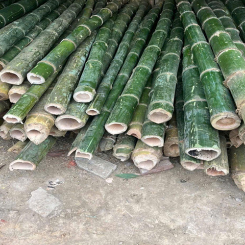 CỌC TRE, CỌC LUỒNG GỐC 2,5M